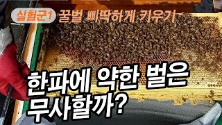 이번 한파에 약한 벌은 무사할까? 약군 봄벌 시작하기.