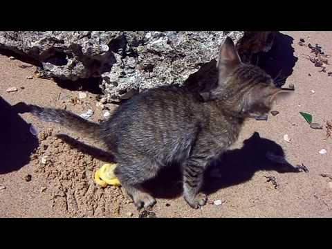 roqaya aziz, cat on the beach