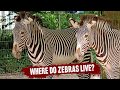 Where Do Zebras Live? Quick Zoology Facts and Information for Education