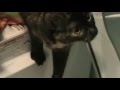Cat In Washing Machine