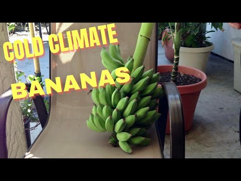 GROWING COLD CLIMATE BANANAS | WINTER UPDATE