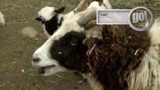 "go! Island" Kids Around at Beacon Hill Petting Zoo - Shaw TV Victoria