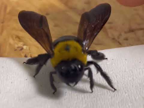 ボグミロヴィイについて詳しく解説