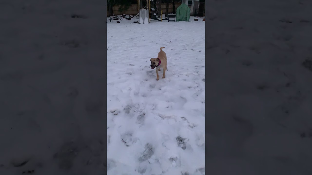 Enlarge Mixie Moon ~ Local Girl, a Adoptable mixed breed in Andover, MA video 6/6