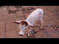 Stone Street S Cow