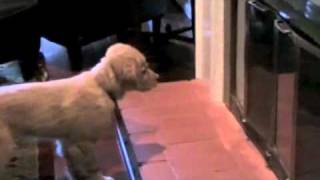 Puppy Music Video