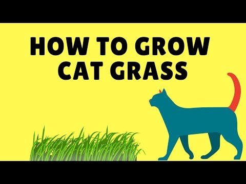 How to Grow Cat Grass From Seed