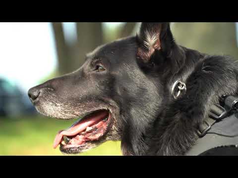 K9 Hurricane - UNLEASHED