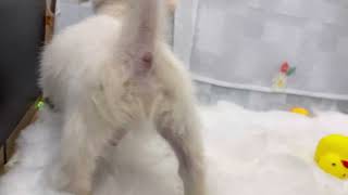 ハーフ犬の動画01