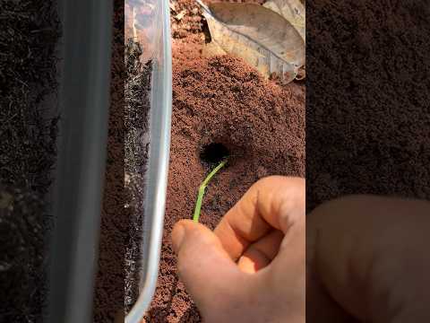 Clever Centipede Vs Smart Ants #shorts  #centipede #wildlife