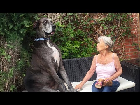 Ce dogue allemand a un meilleur sens de l'humour que vous