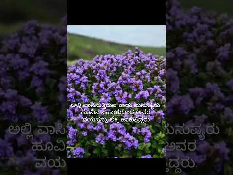 ನೀಲಕುರಂಜಿ ಹೂವು  ll Neelakurinji  flower #kannada