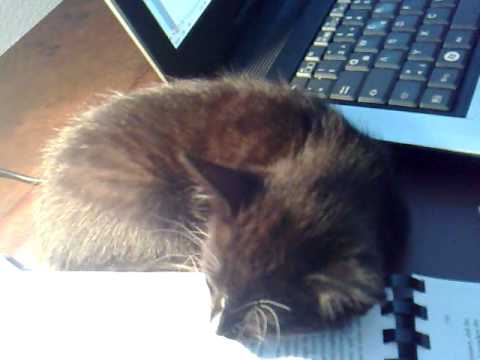 naumann pennt immer noch.mp4