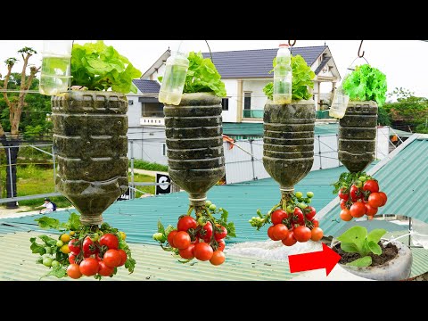, title : '2 In 1 Hanging Garden To Grow Lettuce And Tomatoes, No Need For A Garden'