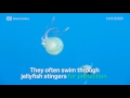 This fish hijacked a jellyfish (serioussam) - Známka: 1, váha: střední