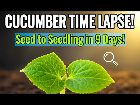 Cucumber Time Lapse: Watch a Seed Grow into a Seedling in 9 Days! (Epic Germination Journey)