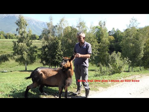 ŠOK! ČUDO NEVIĐENO  Edo ima JARCA Koji sed Muze  ima sise kao Koza  sve sam snimio