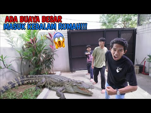 Oh My! A Gigas Crocodile Entered Saputra's House?? | Mikael Family