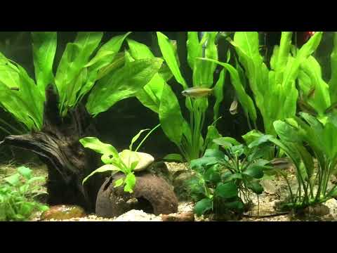 Wochenende im Kongo River