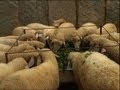 Sheep Farming (Kannada) - ಕುರಿ ಸಾಕಣೆ 