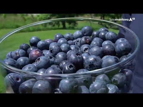 Denominazione di origine mantovana - L'oro blu di Marmirolo: i mirtilli dell'azienda Lorenzi Arrigo