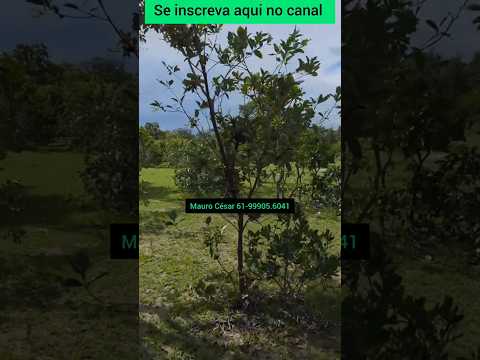 Em Formosa GO, 28 hectares por 220 mil #brasil #agro #fazenda #gado #formosa