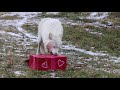Detroit Zoo Heart Fest 2019 Wolves