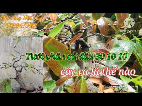 Sau cử phân đầu tiền, cây mai ghép non mùa có phát triển hay ko