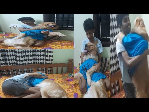 cute golden retriever with playing brother❤🐕 || my golden retriever ❤