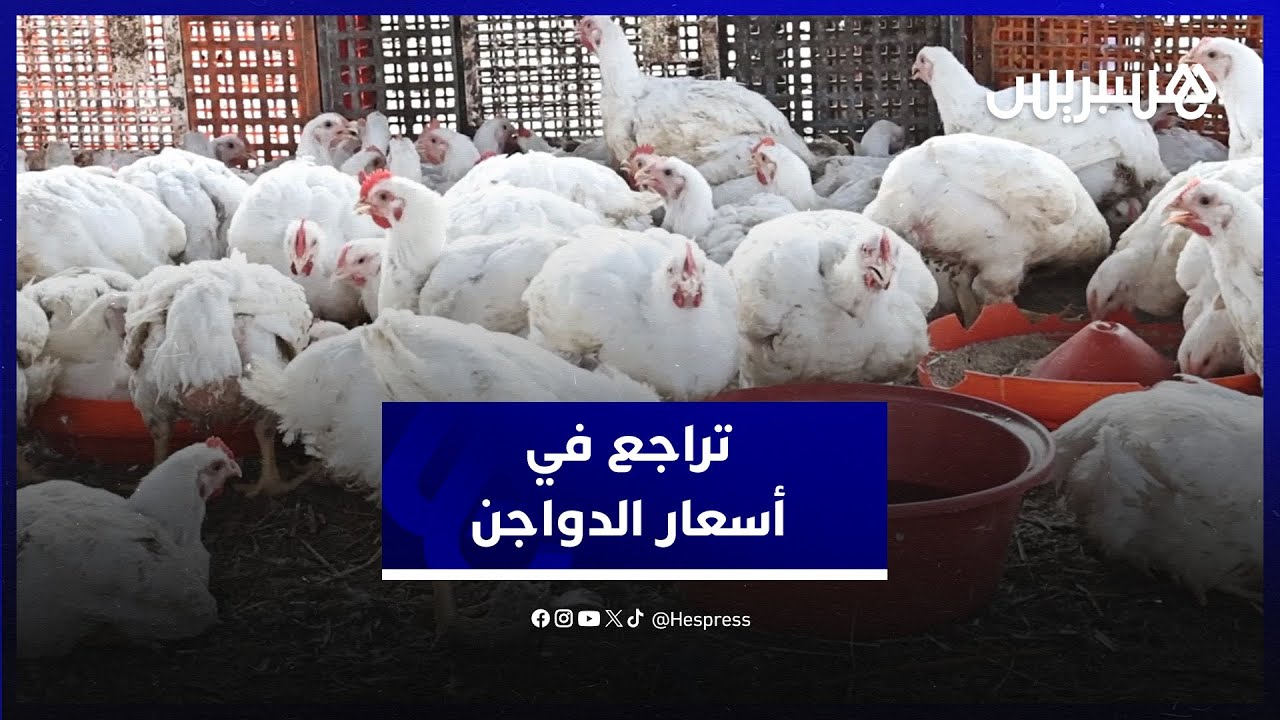 مهنيو قطاع الدواجن يكشفون أسباب انخفاض أسعار اللحوم البيضاء thumbnail