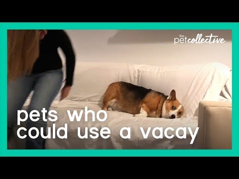 Divertido Video De Mascotas Que No Tuvieron El Mejor De Los Días