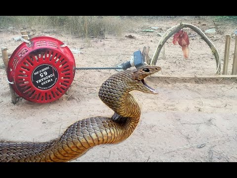 The First Creative DIY Snake Trap Technology Using Cover Machine That Work 100% By Smart Boy