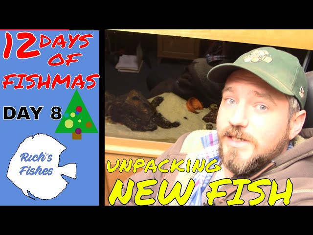 12 days of Fishmas 