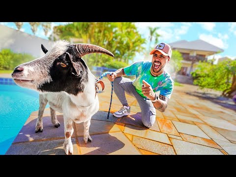 LEVEI O BODE PRA MORAR NA NOSSA NOVA CASA * meus amigos ficaram apavorados *