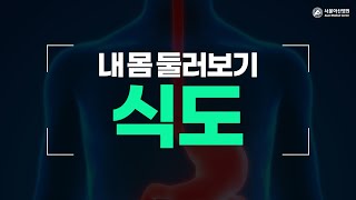 <b>식도</b> 미리보기 썸네일