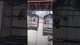 Download lagu cucak kopi gacor mp3