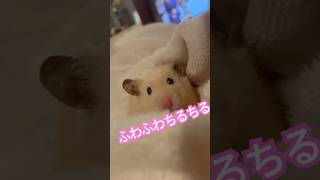 ちるふわ🐹　#ハムスター #キンクマ #hamster #癒し #かわいい #follow #pets #japan