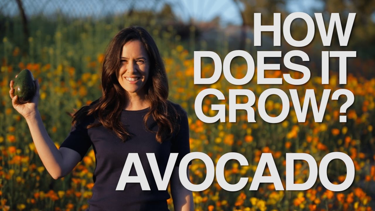 AVOCADO | How Does it Grow?