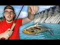 Giant Fish Live At This Spillway