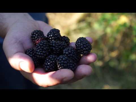 Autohtone vrste Srbije ep.26 22.08.2019. - Čačanska bestrna kupina