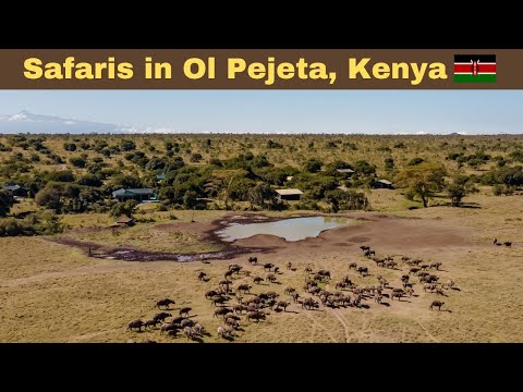 Safaris at Porini Rhino Camp in Ol Pejeta, Kenya!🇰🇪