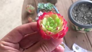 SUCCULENT HAUL - Rare Korean Succulents!