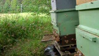 preview picture of video 'mehiläisten paluu'