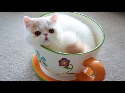 Jumbo Teacup Kitten