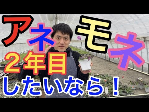 園芸 ウッドアネモネ、アネモネ・シルヴィ