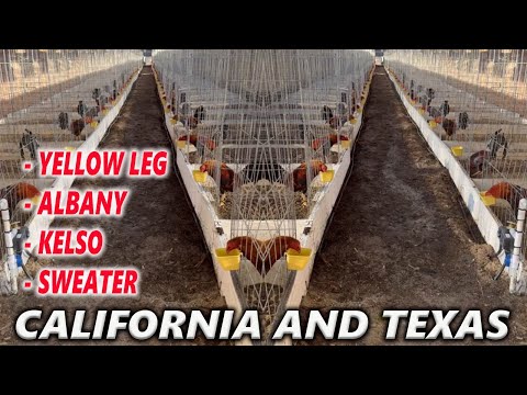 Yellow Leg Albany Sweater Kelso - New Castle Farm