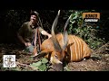 Stunning Bongo Hunt in the Cameroon Jungle