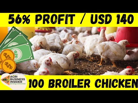 , title : '100 Broilers Chicken Cost & Profit Analysis | Broiler Chicken Financial Business Plan'