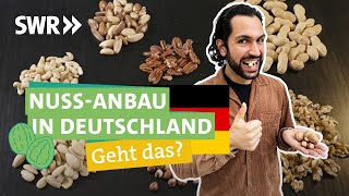 Walnuss, Mandel & Co.: Warum es kaum Nüsse und Kerne aus Deutschland gibt | Ökochecker SWR