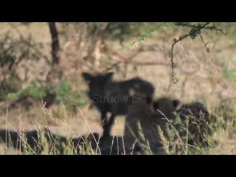 4 cheetah / 2 warthog interaction Imfolozi game reserve